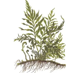 Tropica Akvarieplante i potte Bolbitis heudelotii