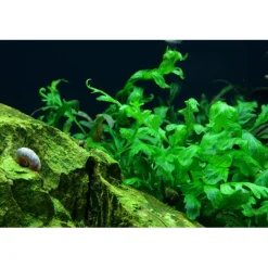 Tropica Akvarieplante i potte Bolbitis heudelotii