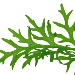 Tropica Akvarieplante i potte Ceratopteris thalictroides