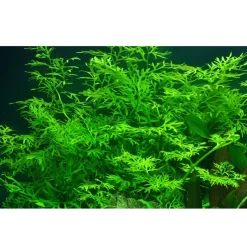 Tropica Akvarieplante i potte Ceratopteris thalictroides