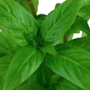 Tropica Akvarieplante i potte Staurogyne repens