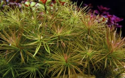 Tropica Akvarieplante i potte Pogostemon stellatus