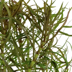 Tropica Akvarieplante i potte Pogostemon stellatus