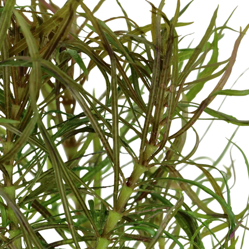Tropica Akvarieplante i potte Pogostemon stellatus