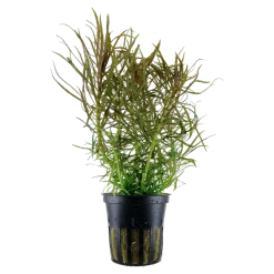 Tropica Akvarieplante i potte Pogostemon stellatus