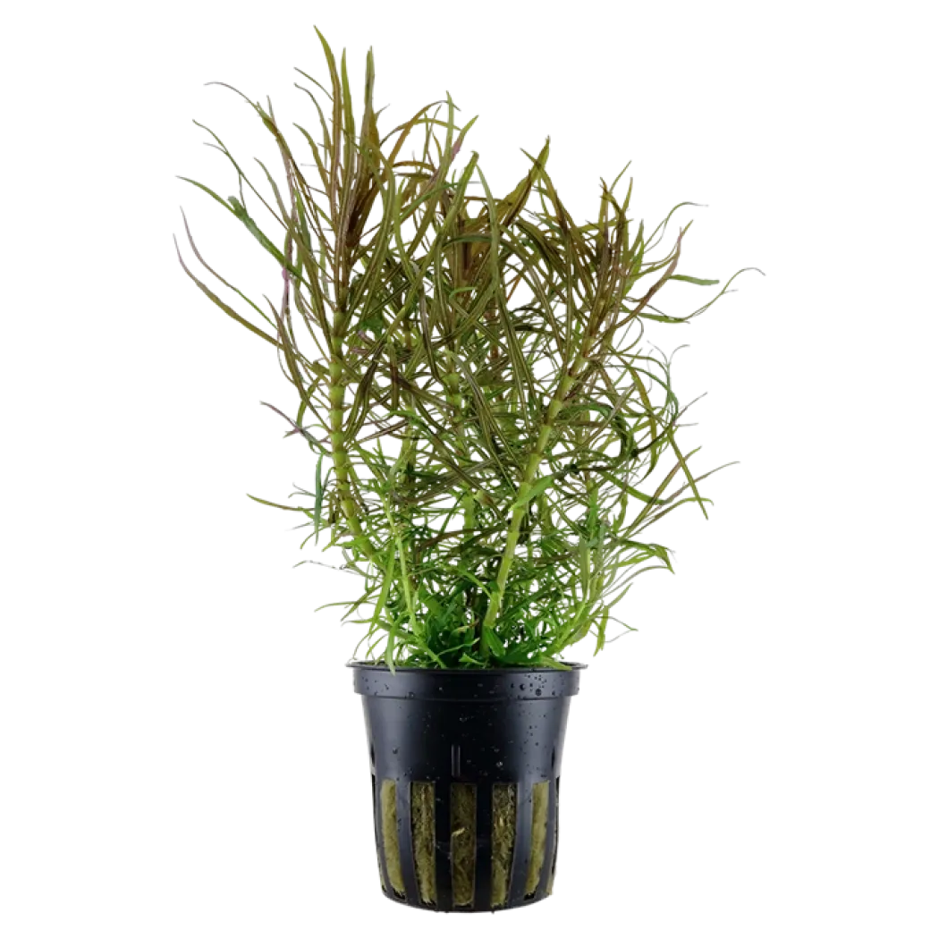 Tropica Akvarieplante i potte Pogostemon stellatus