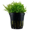 Tropica Akvarieplante i potte Pogostemon helferi