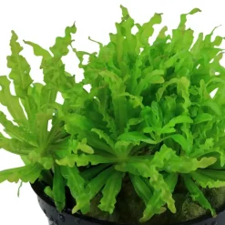 Tropica Akvarieplante i potte Pogostemon helferi