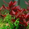 Tropica Akvarieplante i potte Ludwigia repens Rubin