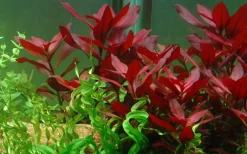 Tropica Akvarieplante i potte Ludwigia repens Rubin