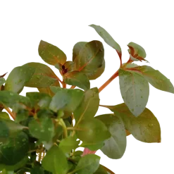 Tropica Akvarieplante i potte Ludwigia repens Rubin