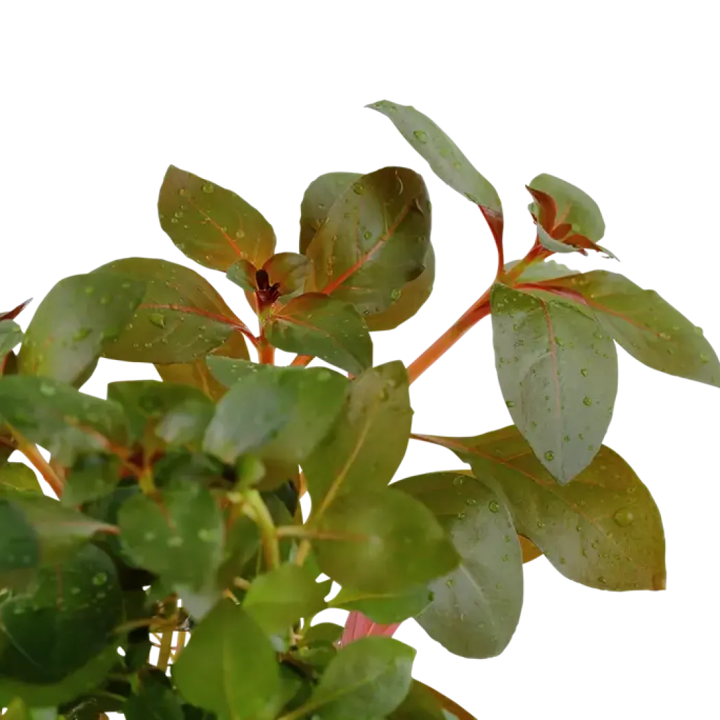 Tropica Akvarieplante i potte Ludwigia repens Rubin