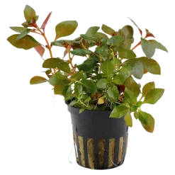 Tropica Akvarieplante i potte Ludwigia repens Rubin