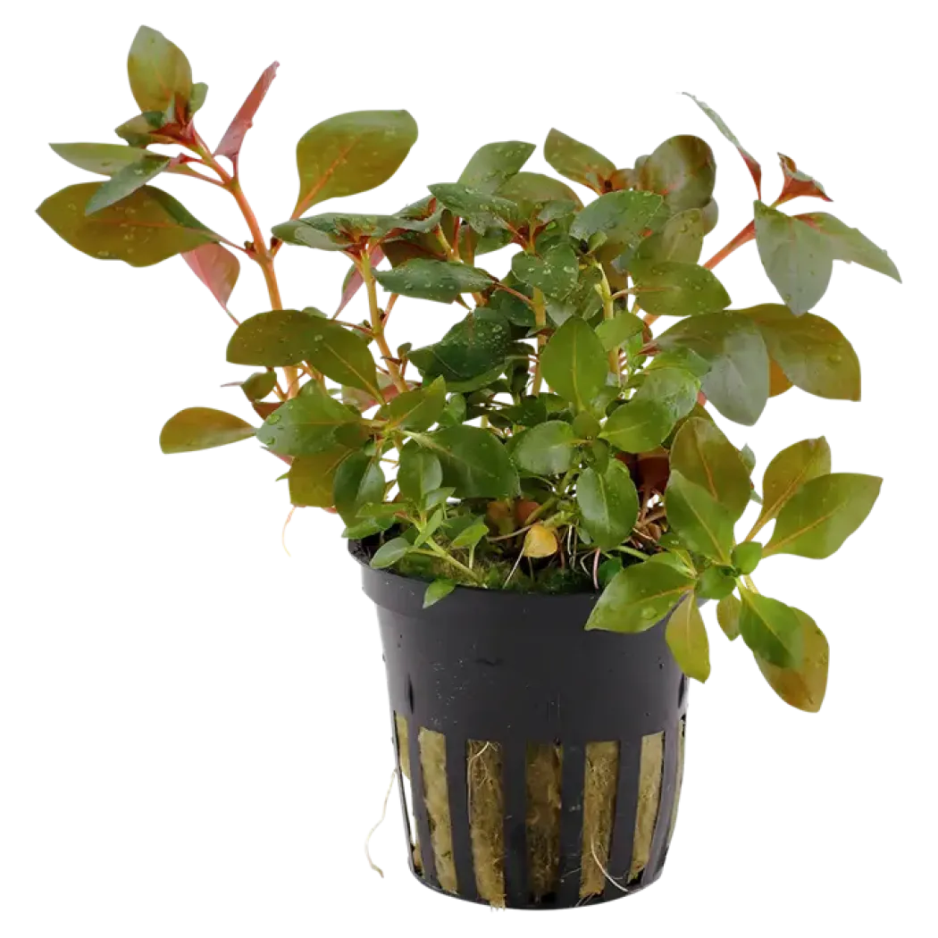 Tropica Akvarieplante i potte Ludwigia repens Rubin