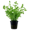 Tropica Akvarieplante i potte Lindernia rotundifolia
