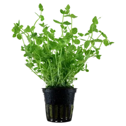 Tropica Akvarieplante i potte Lindernia rotundifolia
