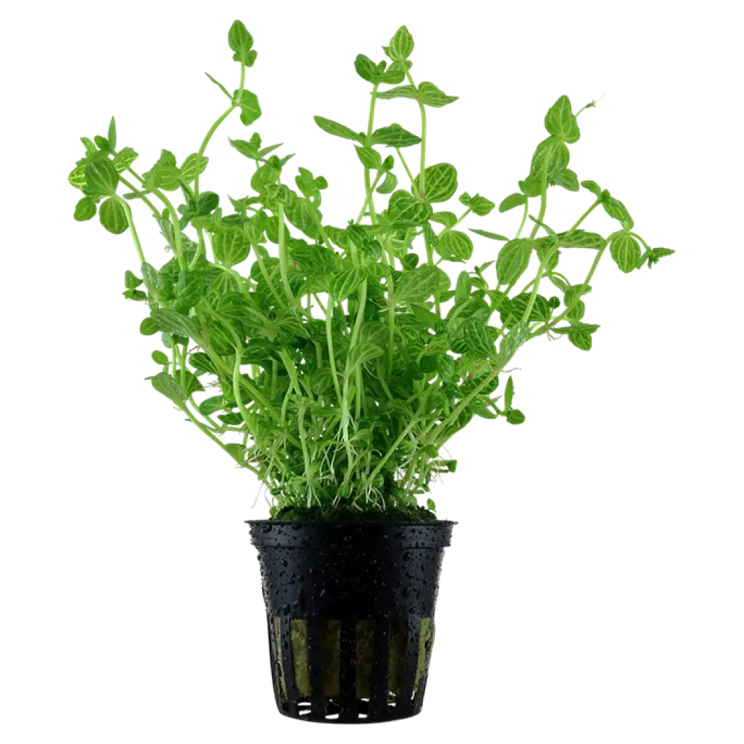 Tropica Akvarieplante i potte Lindernia rotundifolia