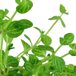 Tropica Akvarieplante i potte Lindernia rotundifolia