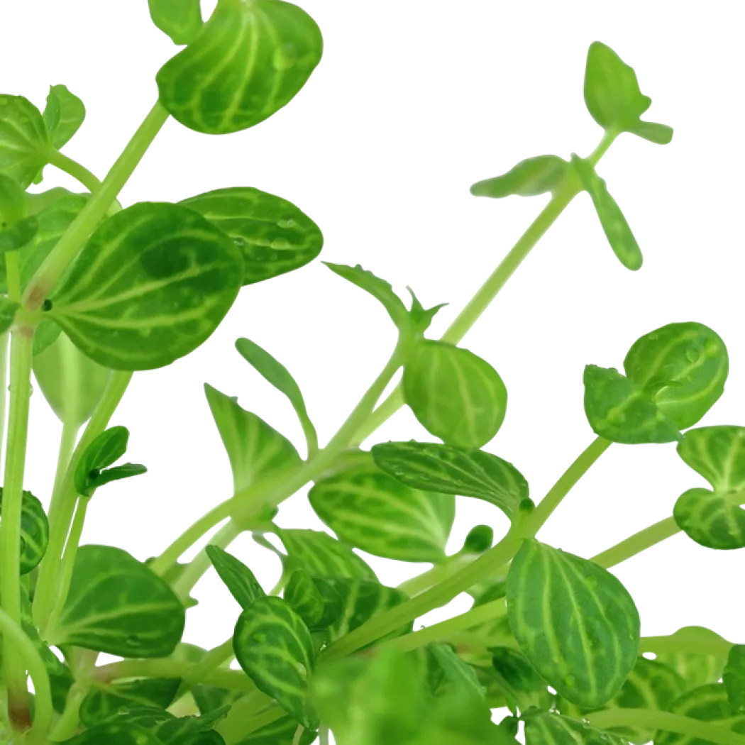 Tropica Akvarieplante i potte Lindernia rotundifolia