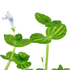 Tropica Akvarieplante i potte Lindernia rotundifolia