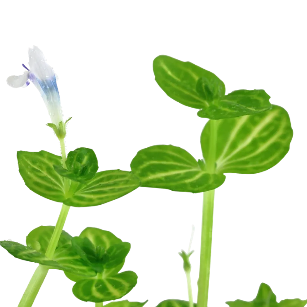Tropica Akvarieplante i potte Lindernia rotundifolia