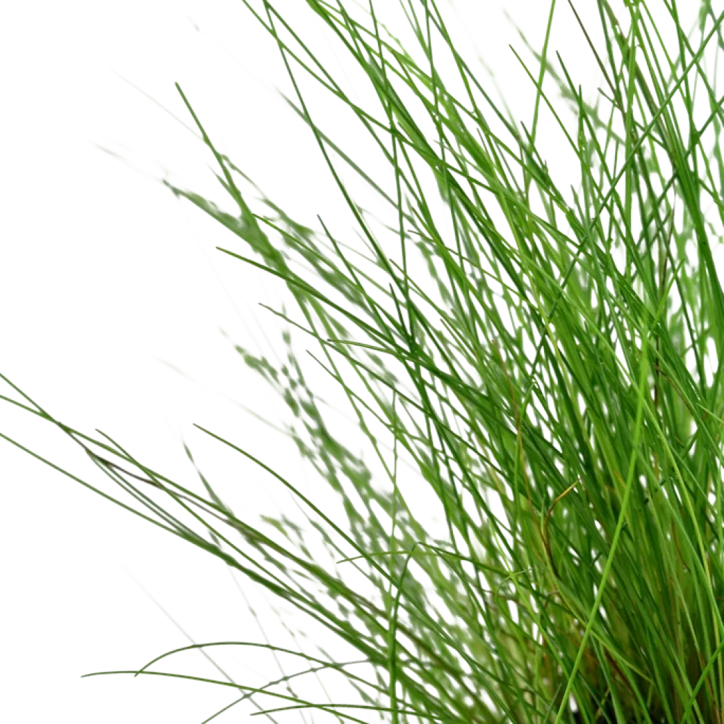 Tropica Akvarieplante ipotte Eleocharis parvula