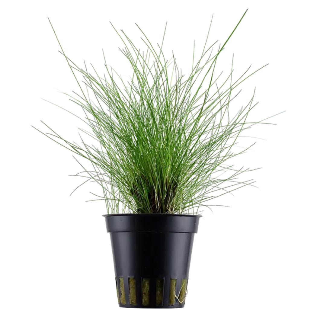 Tropica Akvarieplante ipotte Eleocharis parvula