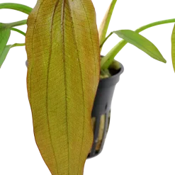 Tropica Akvarieplante i potte Echinodorus Red Diamond
