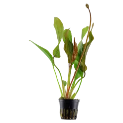 Tropica Akvarieplante i potte Echinodorus Red Diamond