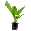 Tropica Akvarieplante i potte Echinodorus cordifolius fluitans