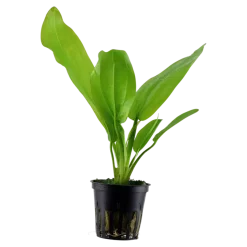 Tropica Akvarieplante i potte Echinodorus cordifolius fluitans