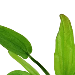 Tropica Akvarieplante i potte Echinodorus cordifolius fluitans