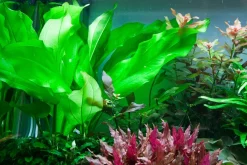 Tropica Akvarieplante i potte Echinodorus cordifolius fluitans
