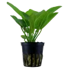 Tropica Akvarieplante i potte Echinodorus Aquartica