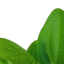 Tropica Akvarieplante i potte Echinodorus Aquartica
