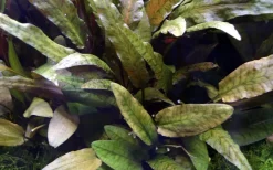 Tropica Akvarieplante i potte Cryptocoryne wendtii Tropica
