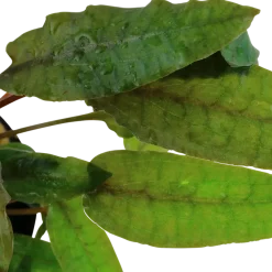 Tropica Akvarieplante i potte Cryptocoryne wendtii Tropica