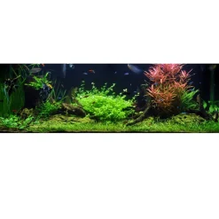 Tropica Akvarieplante i potte Bacopa australis
