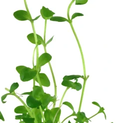Tropica Akvarieplante i potte Bacopa australis