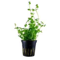 Tropica Akvarieplante i potte Bacopa australis