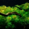 Tropica Akvarieplante i potte Myriophyllum mattogrossense