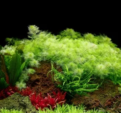 Tropica Akvarieplante i potte Myriophyllum mattogrossense