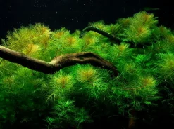 Tropica Akvarieplante i potte Myriophyllum mattogrossense