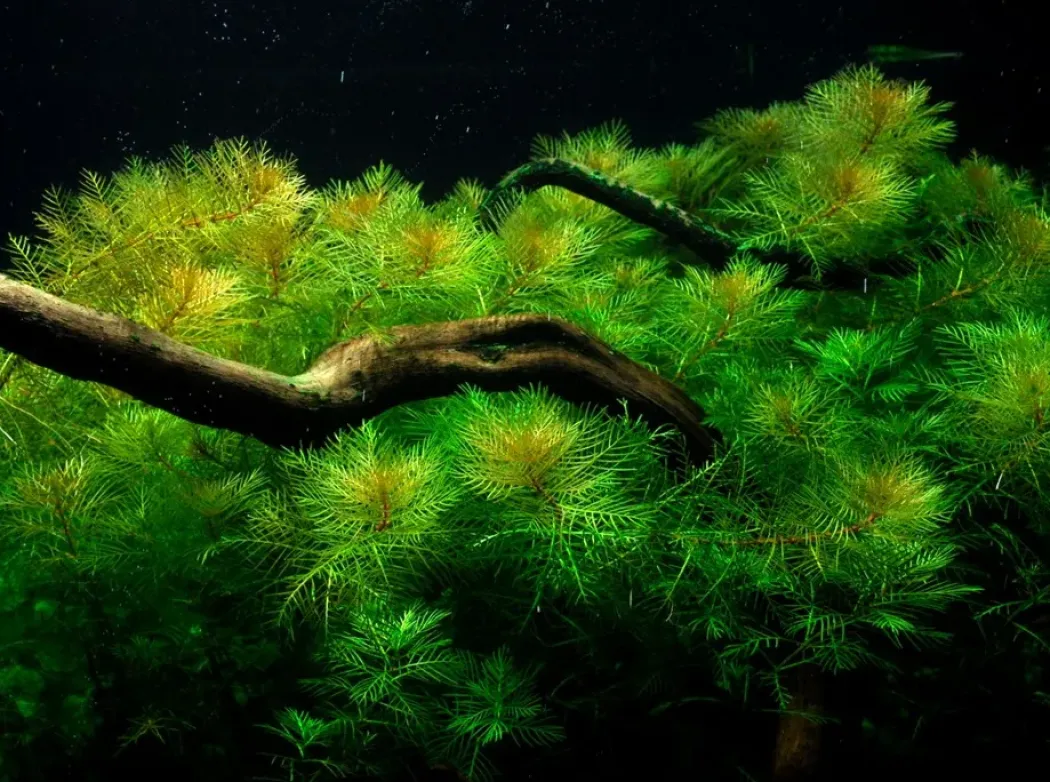 Tropica Akvarieplante i potte Myriophyllum mattogrossense