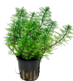 Tropica Akvarieplante i potte Myriophyllum mattogrossense
