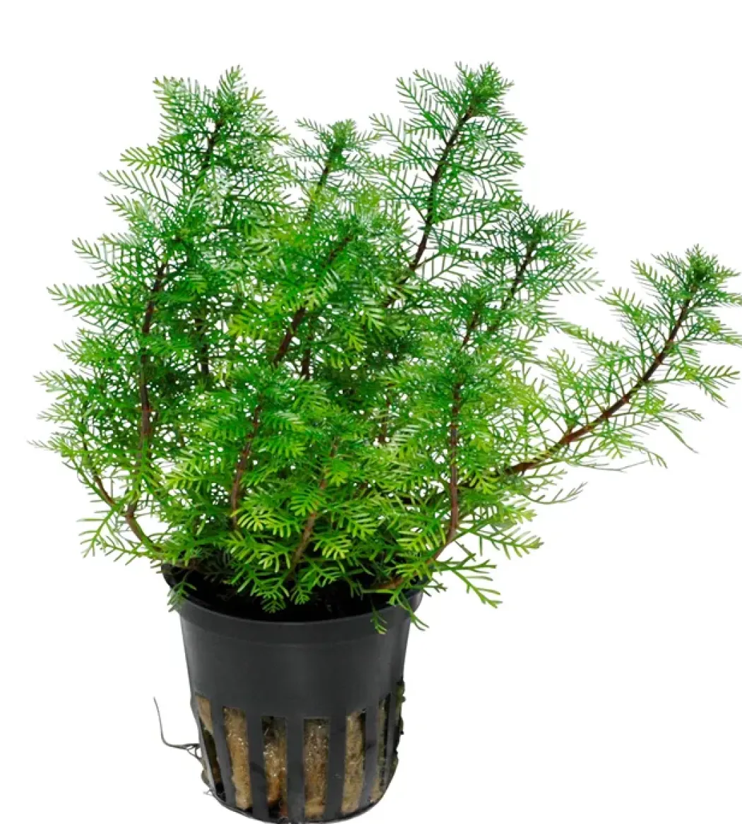 Tropica Akvarieplante i potte Myriophyllum mattogrossense