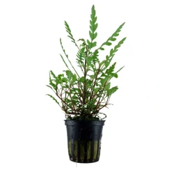 Tropica Akvarieplante i potte Hygrophila pinnatifida