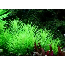 Tropica Akvarieplante i potte Pogostemon deccanensis