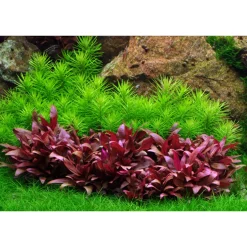 Tropica Akvarieplante i potte Pogostemon deccanensis