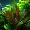 Tropica Akvarieplante i potte Echinodorus Reni